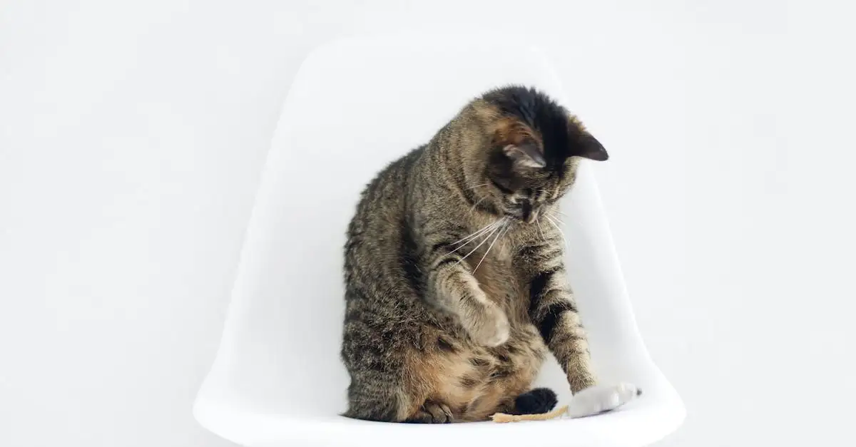 Waarom krabben katten aan meubels en oppervlakken?