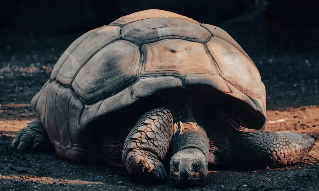 Waarom leven reuzenschildpadden zo lang? Ontdek het hier!