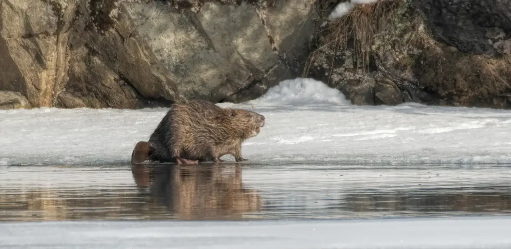 Waarom slaan bevers met hun staart op het water? Ontdek het!