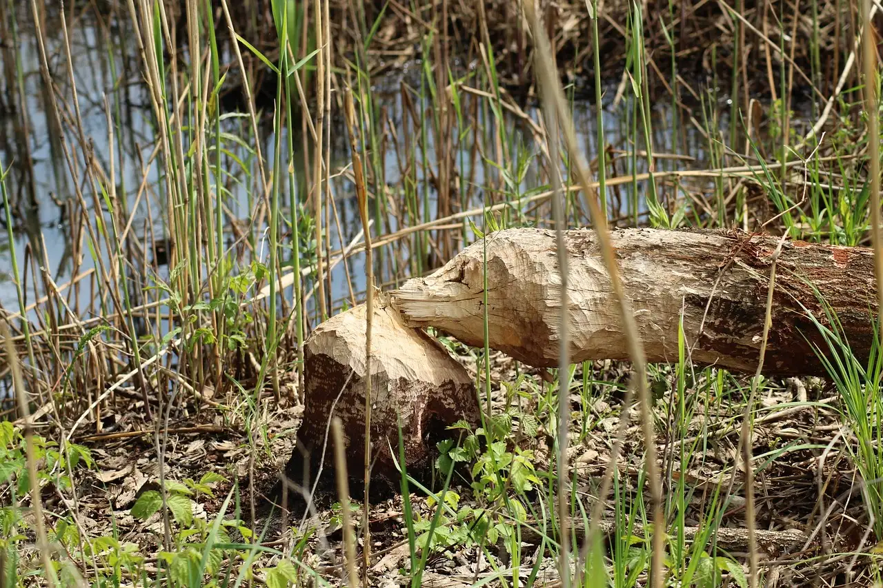 Waarom slaan bevers met hun staart op het water? Ontdek het!