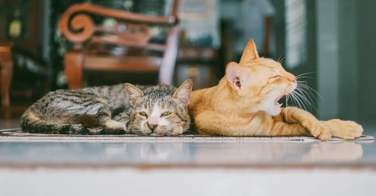 Waarom zijn katten ideale gezelschapsdieren?