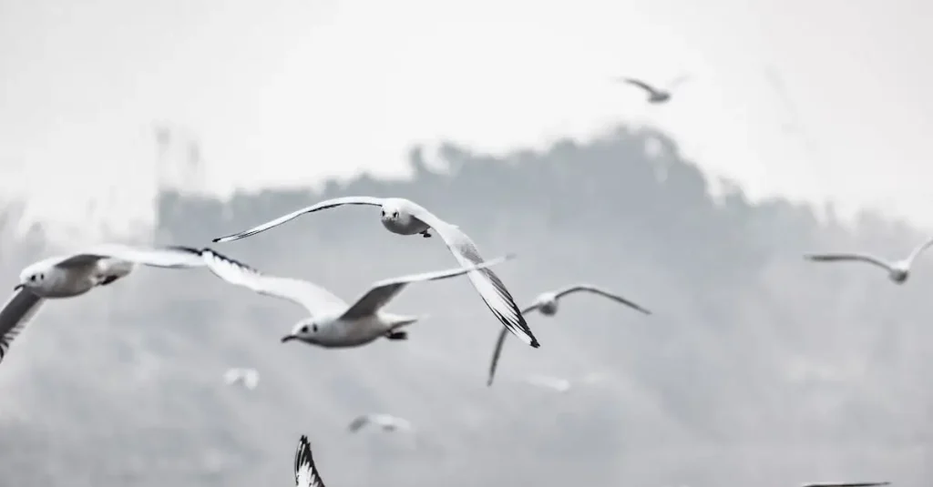 Waarom zingen vogels elke ochtend zo vroeg?