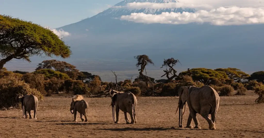 Wat is de hoogste berg in Afrika: Kilimanjaro?