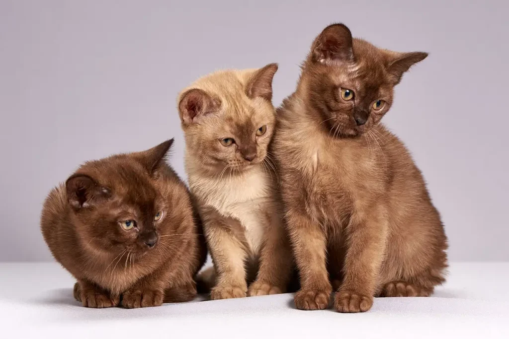 Wat is de impact van katten op biodiversiteit in ecosystemen?