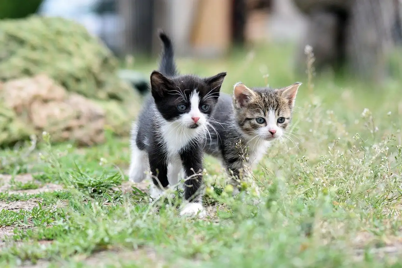 Wat is de impact van katten op biodiversiteit in ecosystemen?