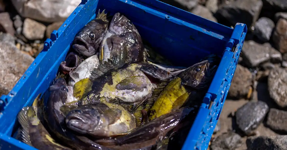 Wat is de impact van Lake Winnipeg op lokale visserij?