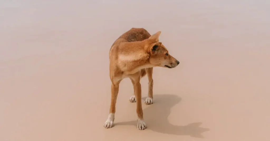 Wat is de rol van honden in de tradities van inheemse Amerikanen?