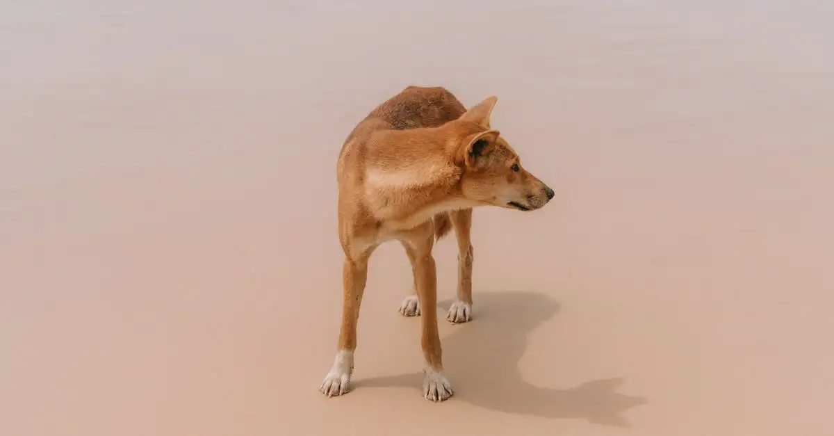 Wat is de rol van honden in de tradities van inheemse Amerikanen?