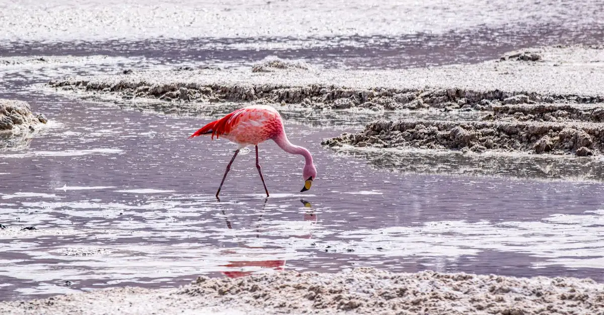 Wat maakt de meren van Laguna Colorada in Bolivia uniek?