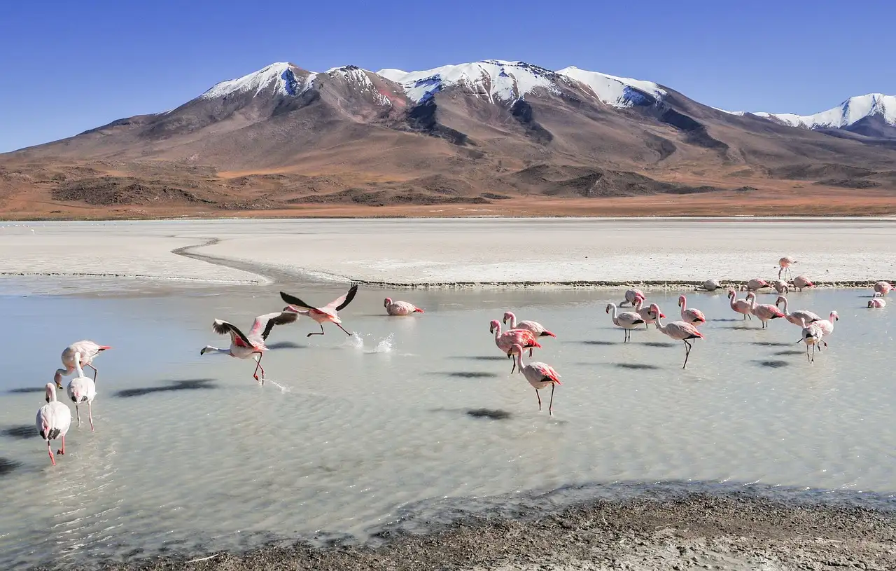 Wat maakt de meren van Laguna Colorada in Bolivia uniek?