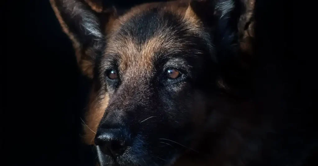 Wat maakt honden zo loyaal aan hun baasjes? Ontdek het!