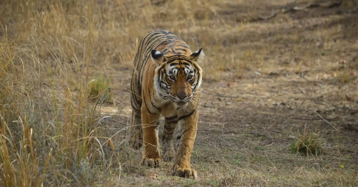 Wat maakt Ranthambore National Park uniek voor tijgers?