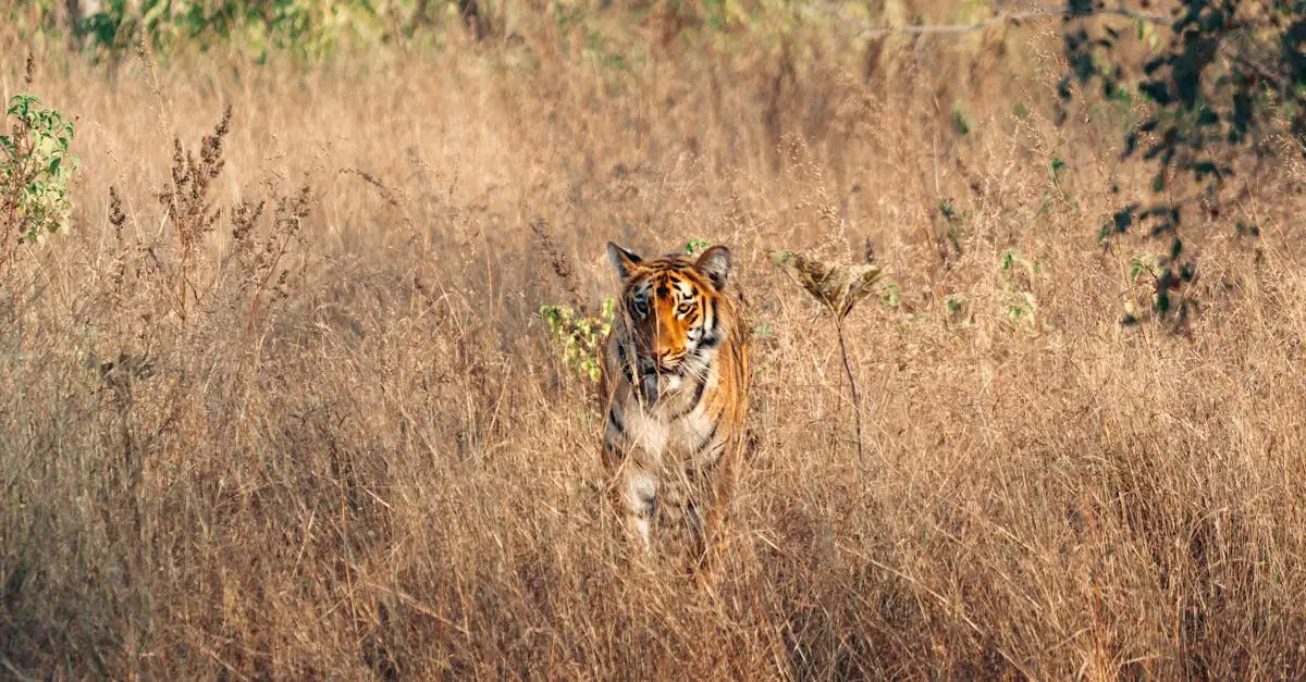 Wat maakt Ranthambore National Park uniek voor tijgers?
