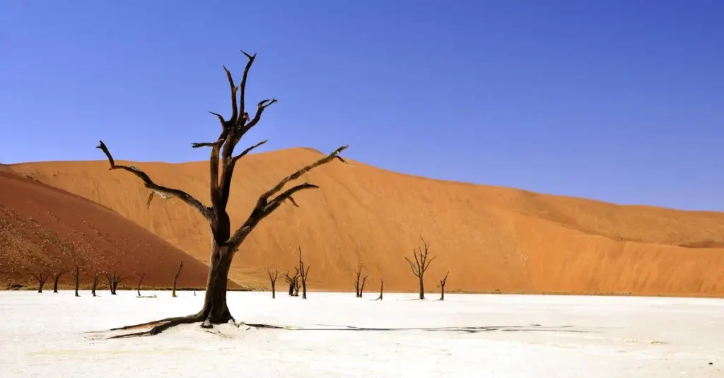 Wat veroorzaakte de extreme droogte in de Hoorn van Afrika?