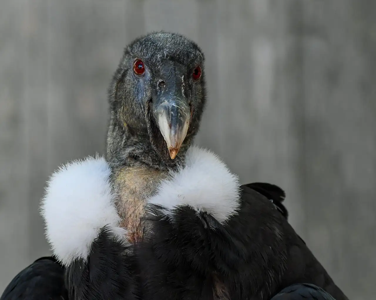 Wat was de rol van de Andes-condor in de Inca-cultuur?