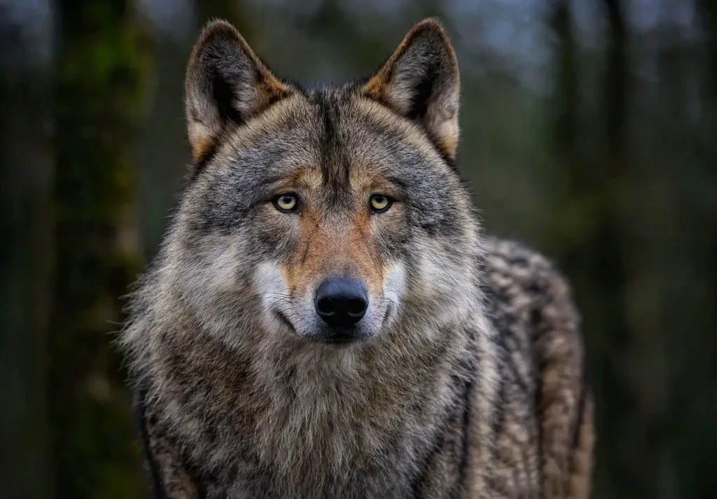 Wat was de rol van de wolf in Keltische mythologie?