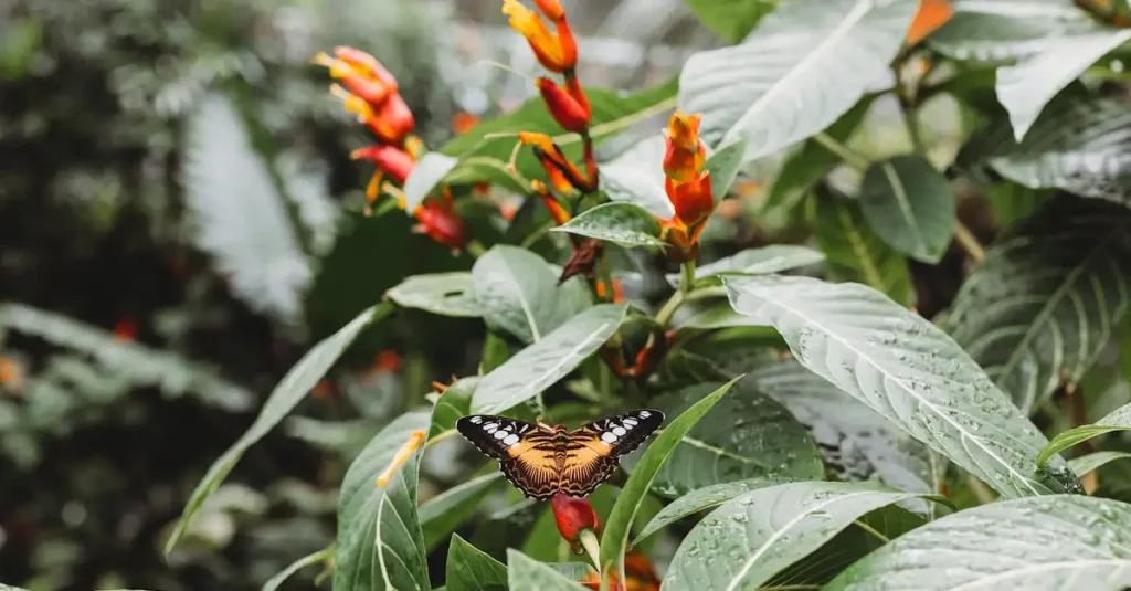 Wat zie je in de regenwouden van Tortuguero National Park?