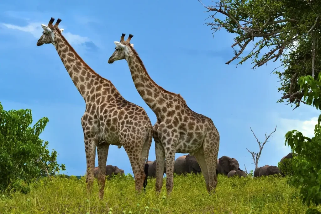 Wat zijn de leukste activiteiten en evenementen in Zambia?