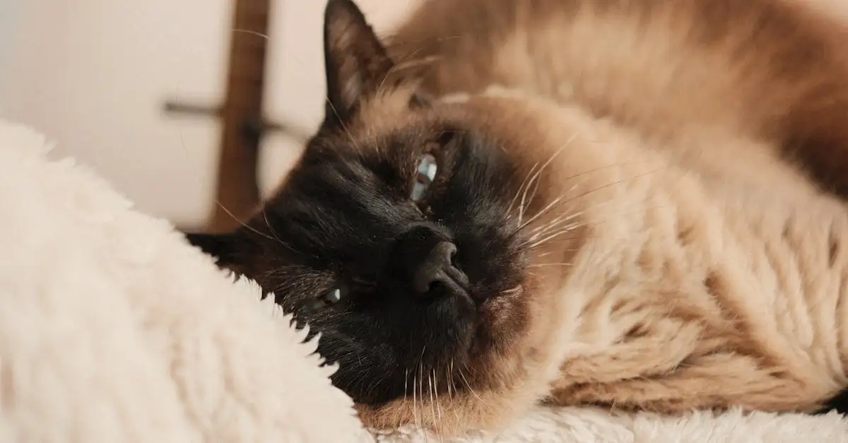 Wat zijn de voordelen van kat steriliseren of castreren?