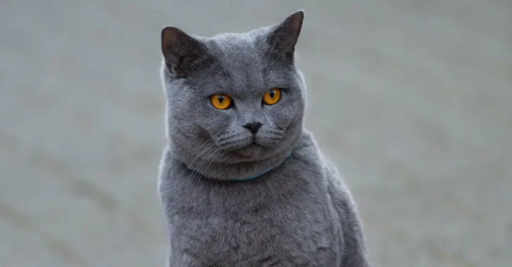Welke kattenrassen hebben de mooiste lange vachten?