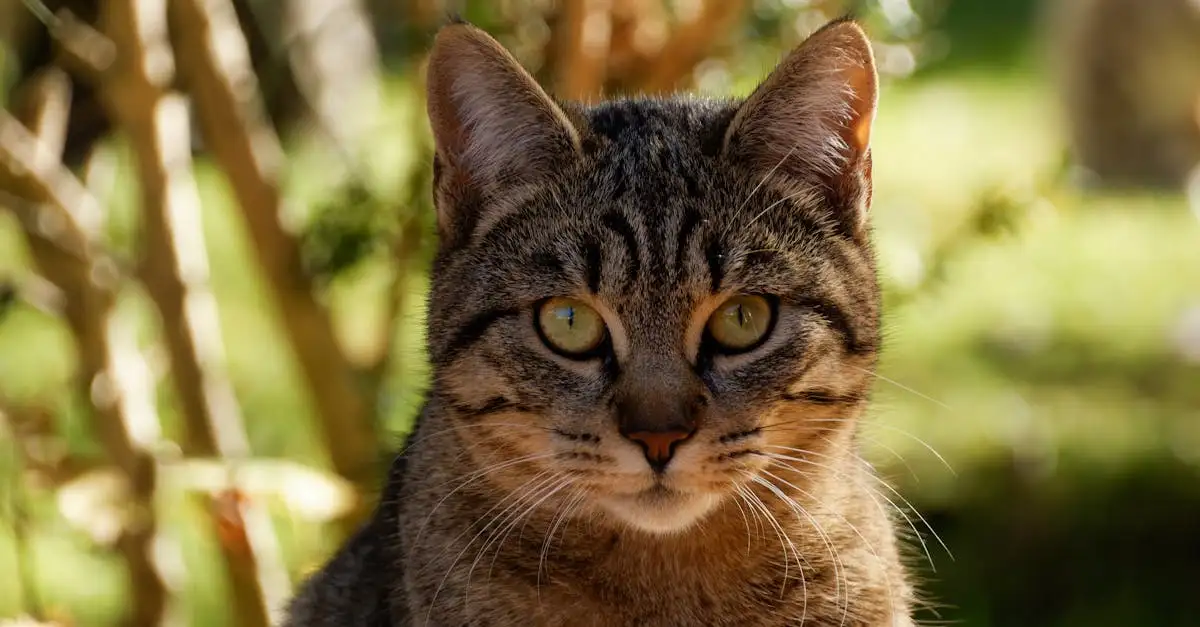 Welke kattenrassen hebben de mooiste lange vachten?