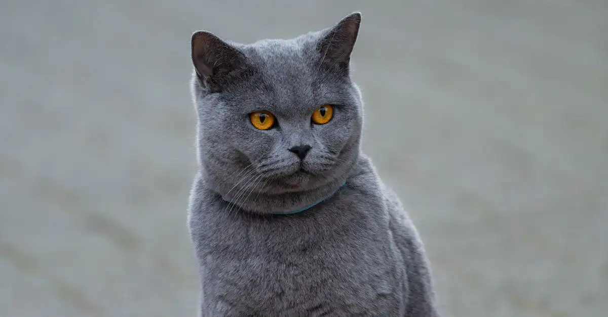 Welke kattenrassen hebben de mooiste lange vachten?