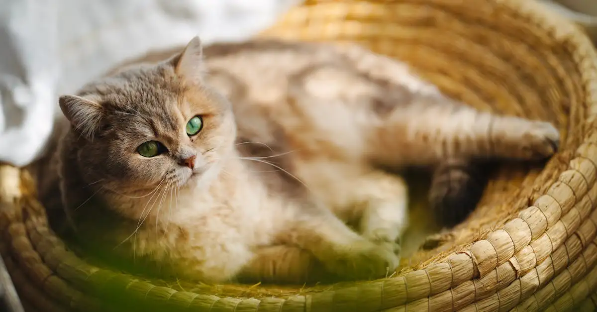 Welke organisaties bevorderen het welzijn van katten?
