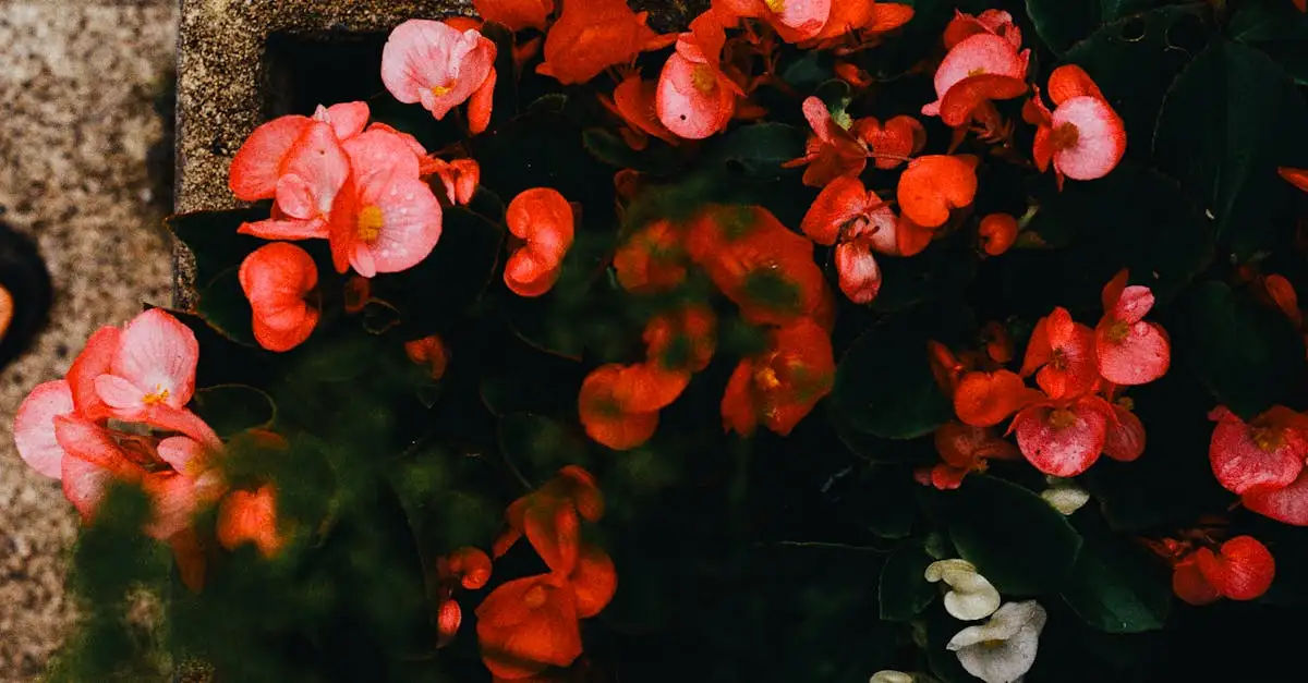 Welke regio in Australië beschermt unieke planten?