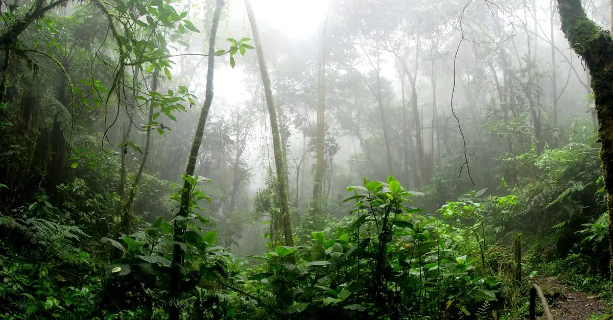 Welke stad in Brazilië is beroemd om de Amazone-markt?