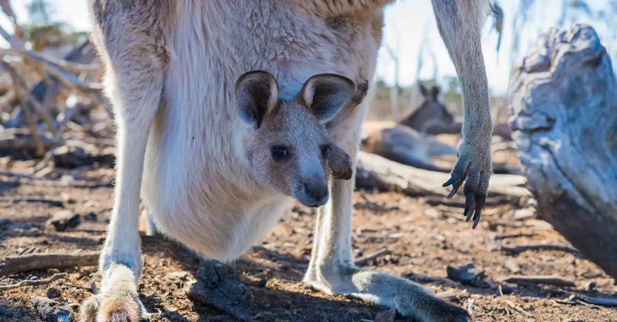 Welke unieke dieren vind je op Kangaroo Island?