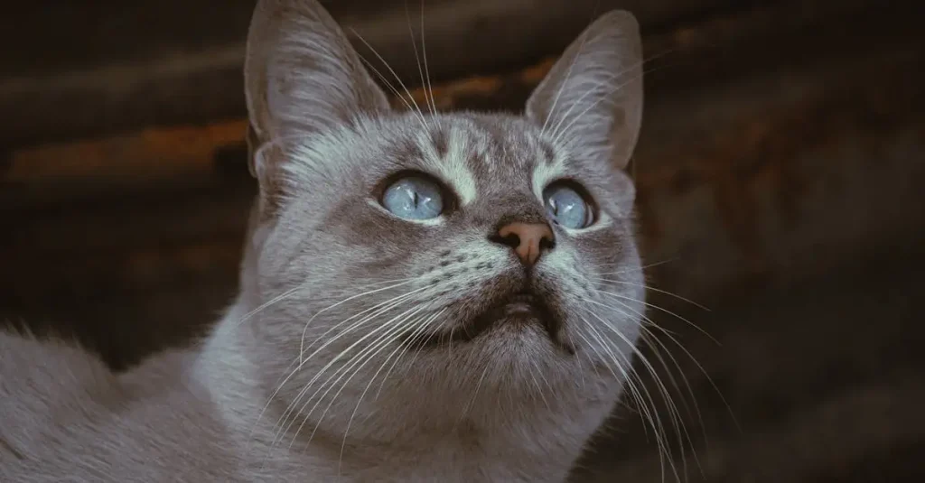 Welke voedingsbehoeften hebben katten voor een gezond leven?