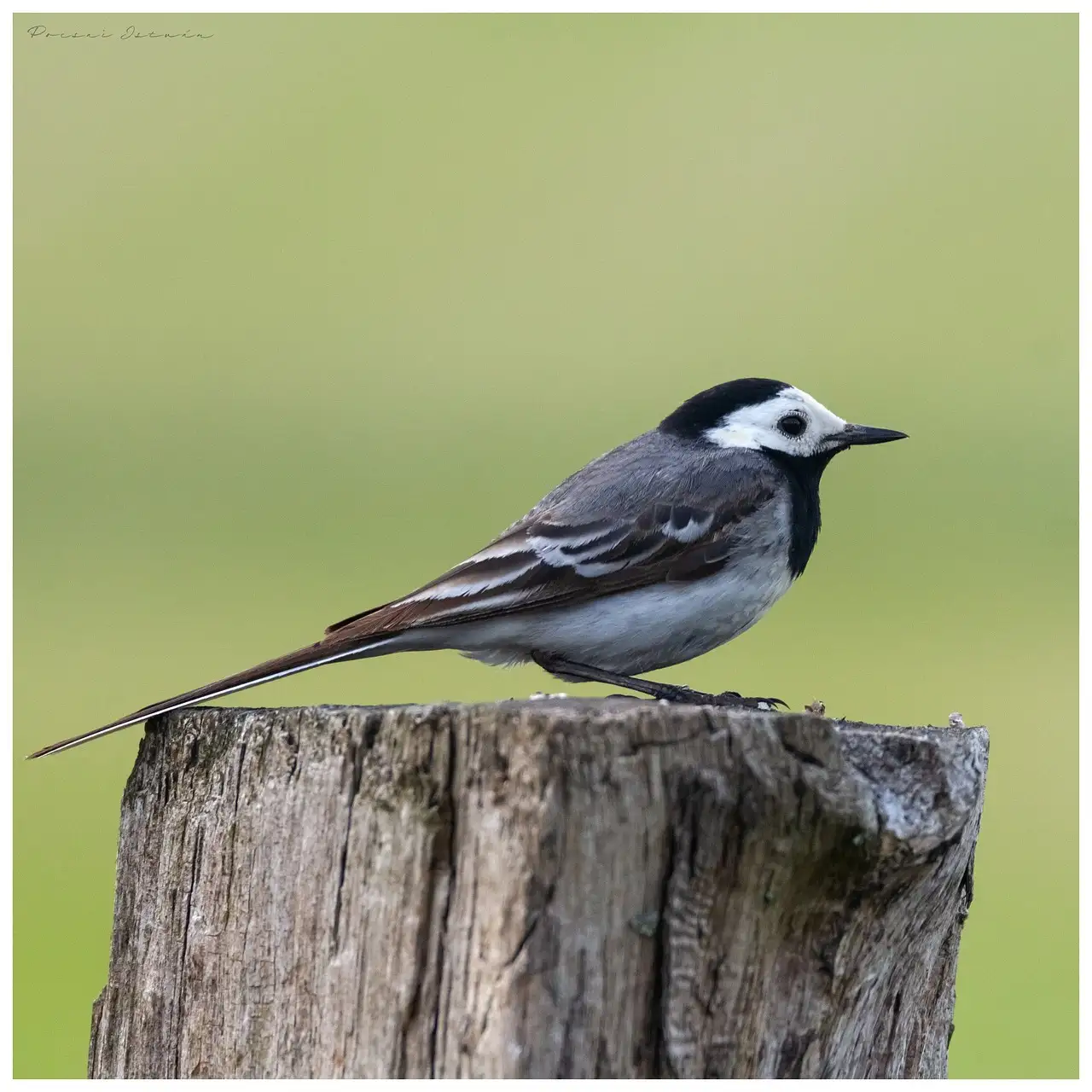 Welke vogels gebruiken gereedschap en hoe doen ze dat?