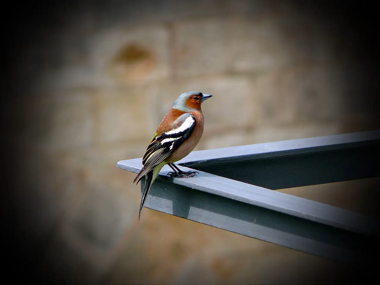 Welke vogels gebruiken gereedschap en hoe doen ze dat?