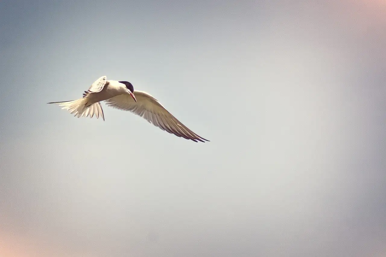 Welke vogels maken langeafstandsmigraties zoals de stern?