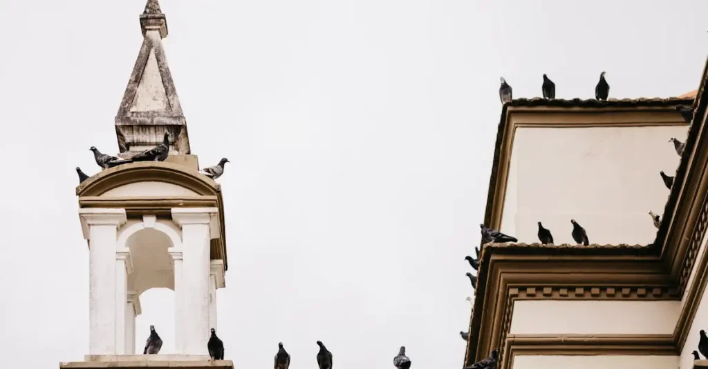 Welke vogels zijn aangepast aan het leven in de stad?