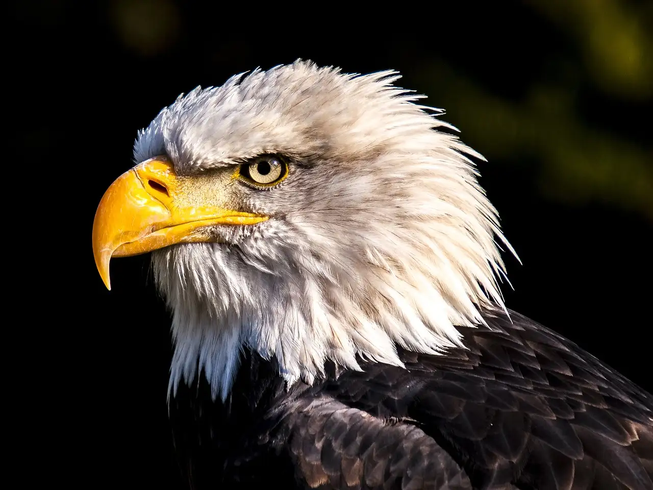 Wie zong Hotel California binnen de Eagles?