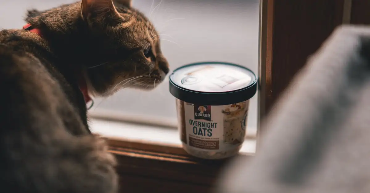 Beïnvloeden katten onze mentale gezondheid positief?