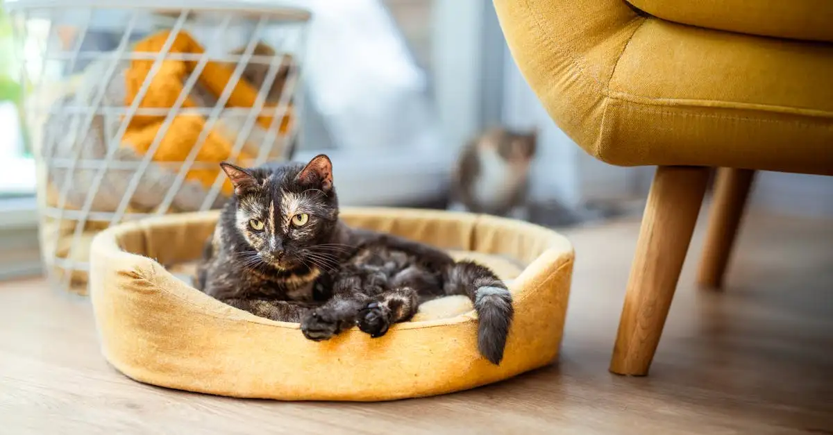 Beïnvloeden katten onze mentale gezondheid positief?