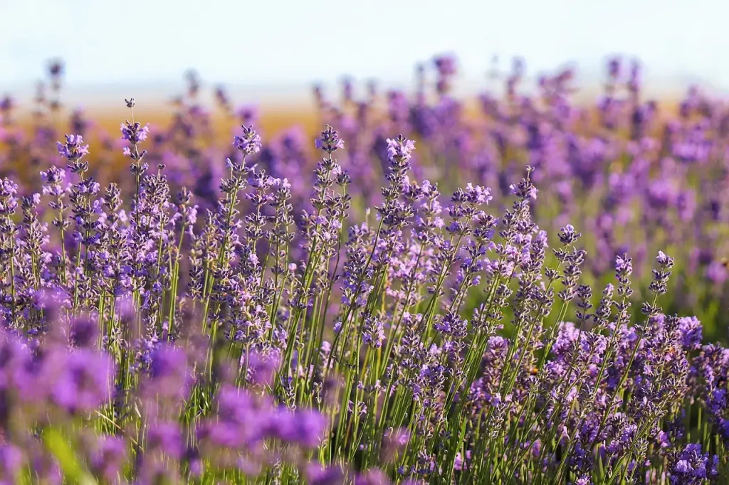 Helpt lavendel echt bij het verminderen van hoofdpijn?