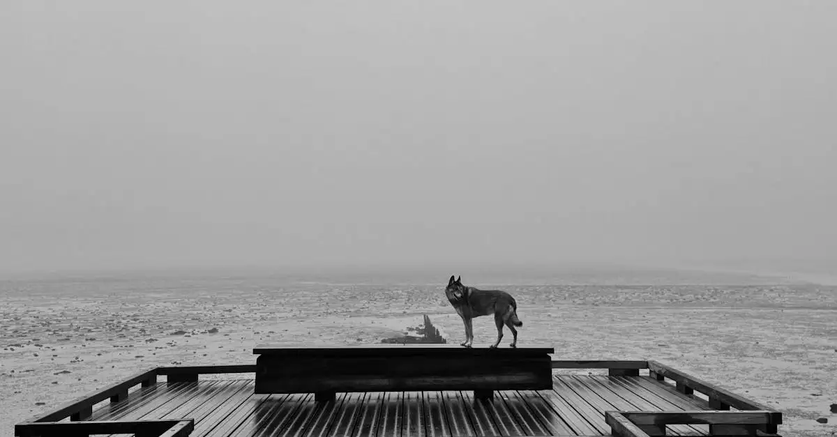 Hoe belangrijk was de wolf in de spiritualiteit?