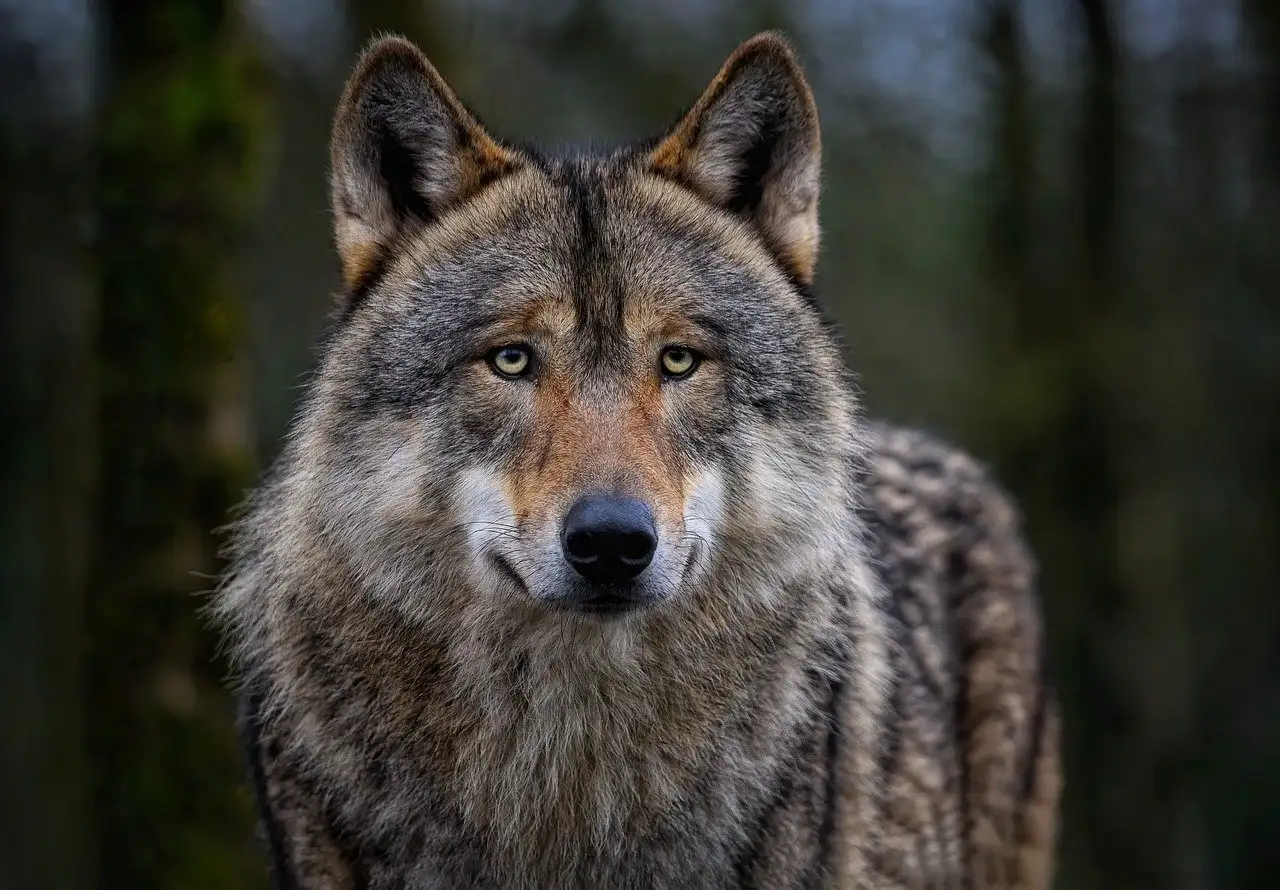 Hoe belangrijk was de wolf in de spiritualiteit?