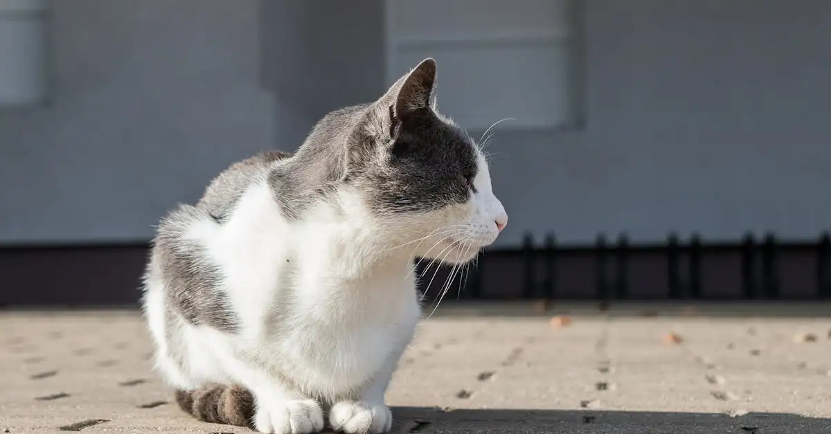 Hoe beschermen katten voedselvoorraden tegen knaagdieren?