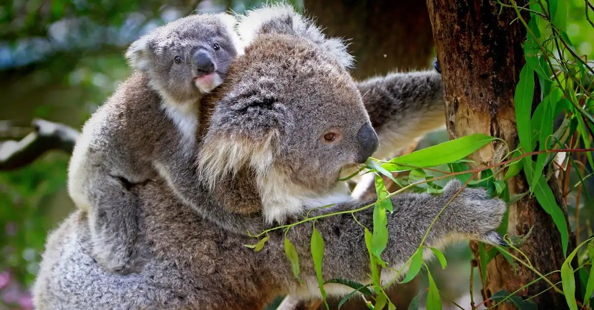 Hoe Gedragen Koala’s Zich in Hun Natuurlijke Habitat?