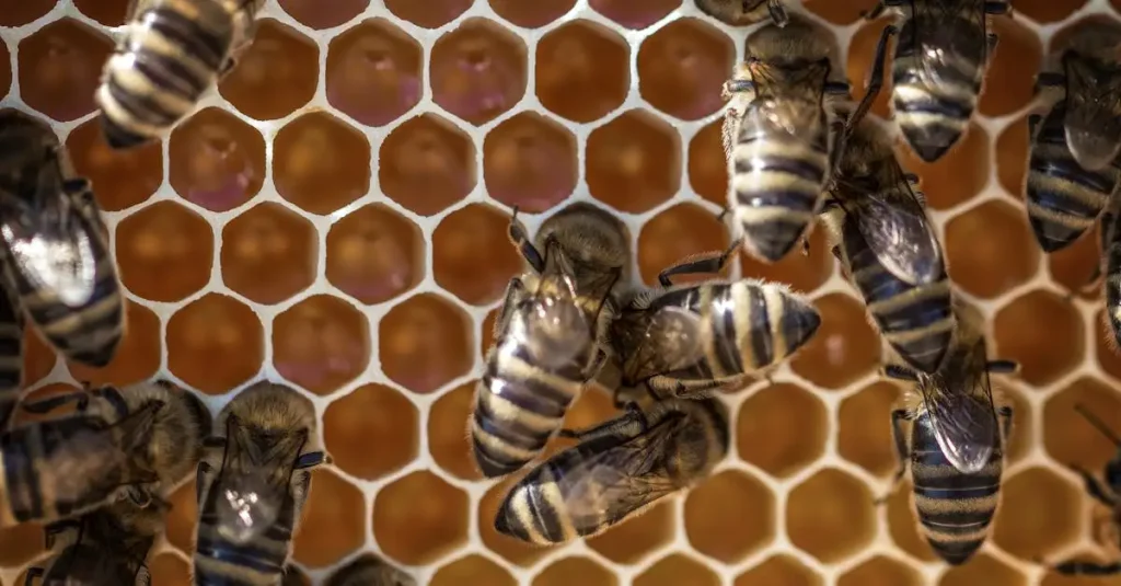 Hoe herkennen bijen hun nest in een drukke bijenkorf?
