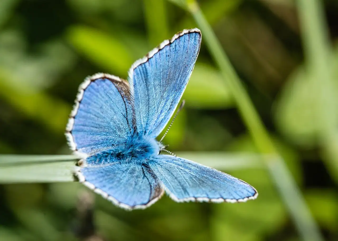 Hoe lang duurde het herstel van biodiversiteit na uitsterving?