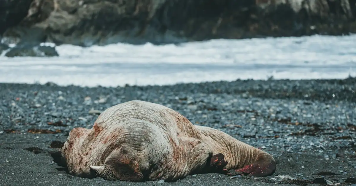 Hoe ondersteunt AI biodiversiteit en natuurbescherming?
