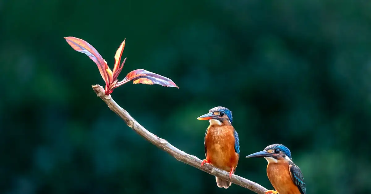 Hoe ondersteunt het verenkleed vogels bij vliegen en isolatie?