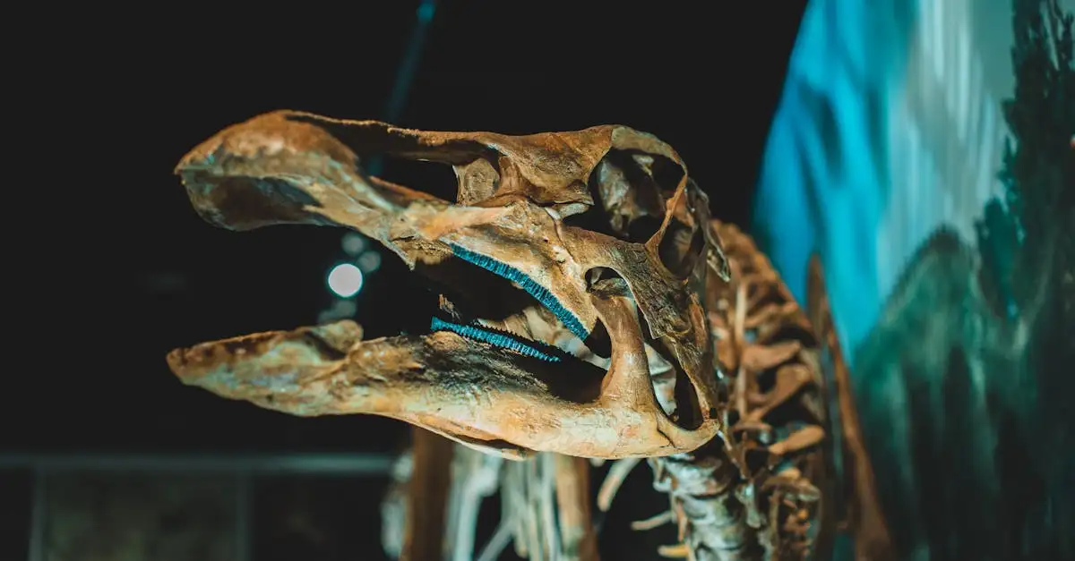Hoe ontdekten wetenschappers dat dinosaurussen veren hadden?