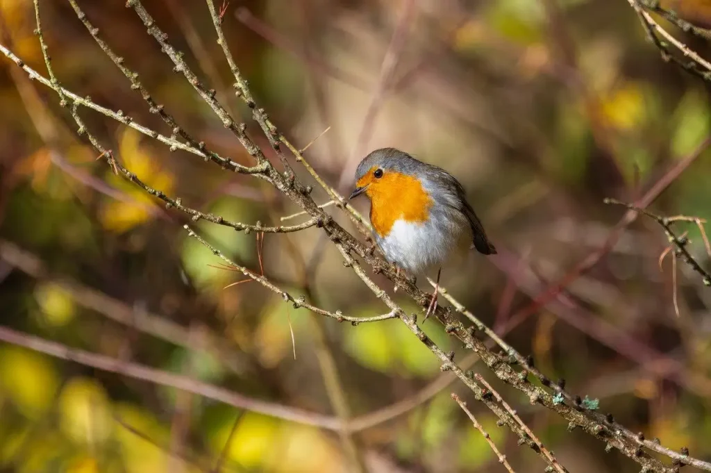 Hoe overleefden vogels de massale uitsterving?