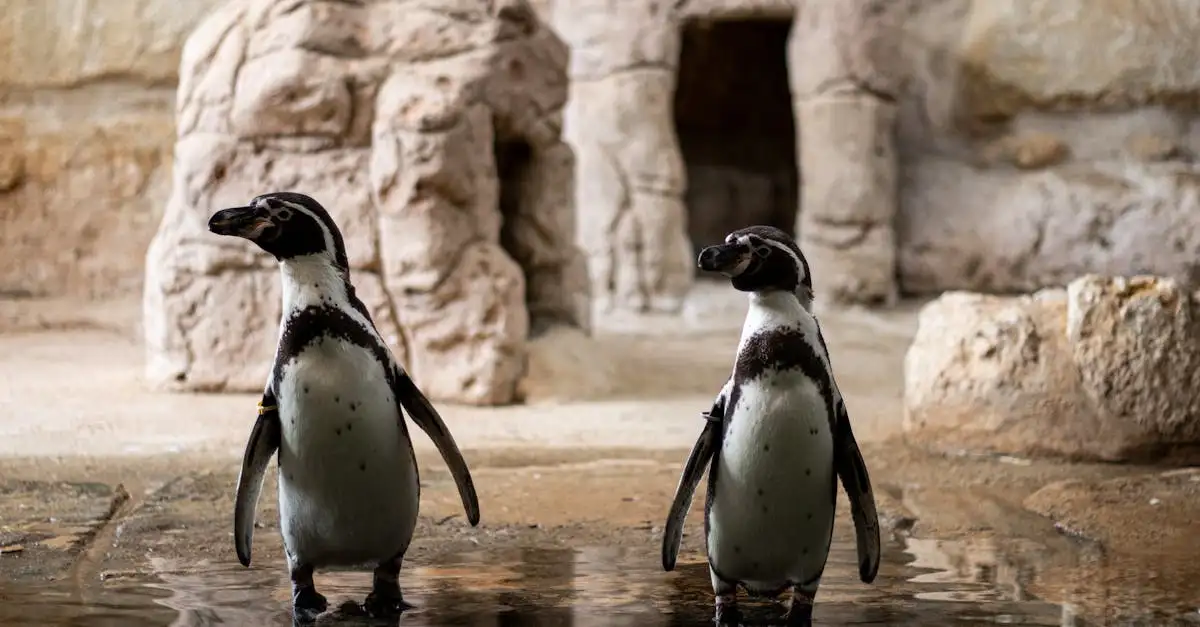 Hoe overleefden vogels de massale uitsterving?